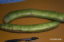 cajinicuil - a yummy fruit we found in the mercado